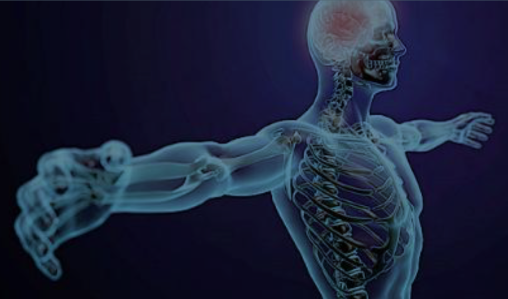 The Nervous System